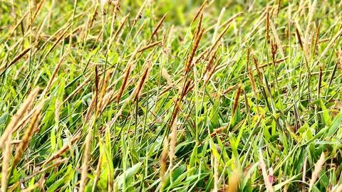 Green grass plants, grass fields, meadow (4) Stock Photos