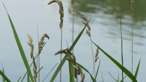 Green Grass On Pond Stock Footage 79205843