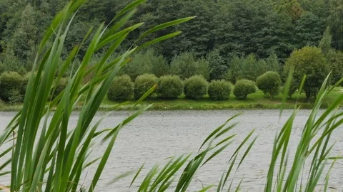 Green Grass On Pond Stock Footage 80270015