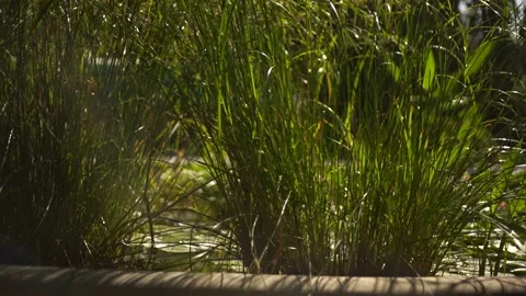 Green grass by the pond Stock Footage
