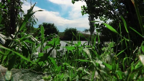 Green grass by the pond Vídeo Stock 154655162