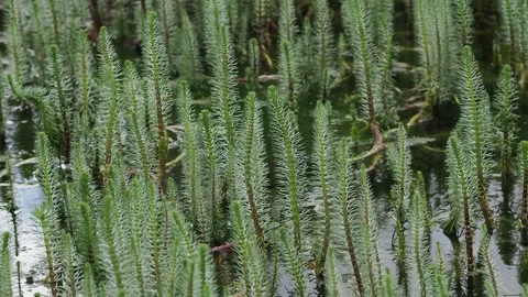 Green grass in the pond Stock Footage 254481065