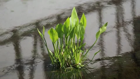 Green grass in the pond Stock Footage 254483881
