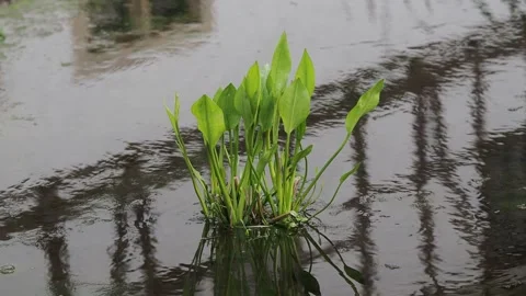 Green grass in the pond Stock Footage 254483882