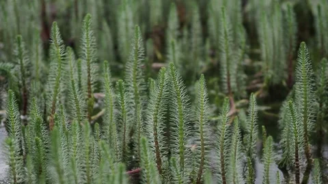 Green grass in the pond Stock Footage 254483996