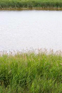 Green Grass by Pond Stock Photos