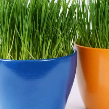 Green grass in pot a background Foto stock