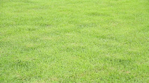 Green grass production 스톡 동영상 45966503