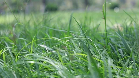 Green grass in public park. Spring and ecology background Stock Footage 129711971