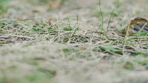 Green grass rack focus to young lady lying in park, beautiful woman look camera Stock Footage 96720167