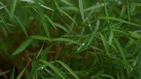 Green grass with rain drop background. Stock Footage 311172857