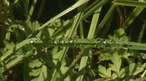 Green grass with rain drops Видео 274624