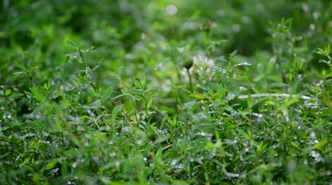 Green grass in rain drops Stock Footage 67773623