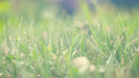 Green grass with rain drops Stock Footage 91853694