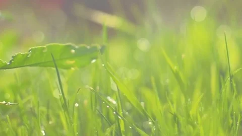 Green grass with rain drops Stock Footage 91933249