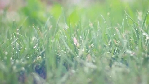 Green grass with rain drops Stock Footage 91933314