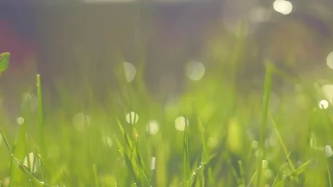 Green grass with rain drops Stock Footage 91933380