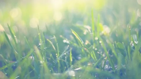 Green grass with rain drops Stock Footage 91933385