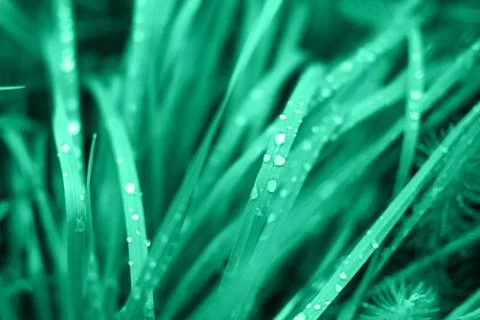 Green grass with rain drops. Stock Photos