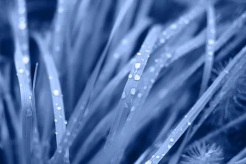 Green grass with rain drops. Stock Photos