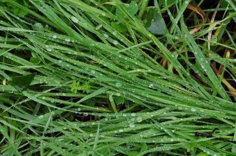 Green grass rain 写真素材