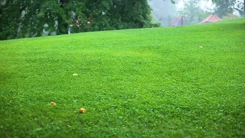 Green grass in the rain on a summer or spring day.Raindrops fall on a green lawn Stock Footage 205077134