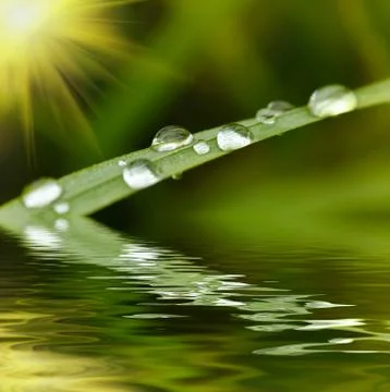 Green grass with raindrops background Foto stock