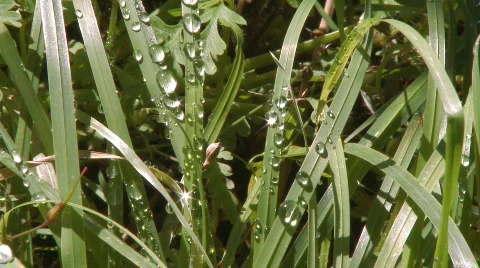 Green grass with raindrops Видео 203848