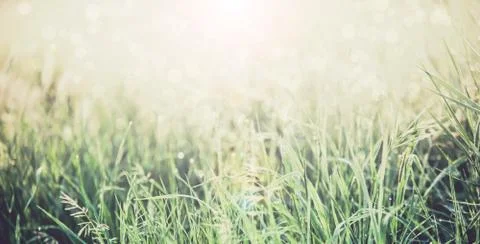 Green Grass with Raindrops Macro Bokeh Stock Photos