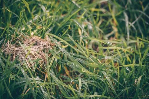 Green Grass with Raindrops Stock Photos
