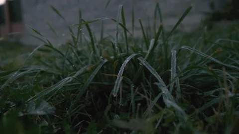 Green grass on a rainy day. Slow motion Stock Footage 127613806