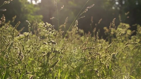 Green grass in the rays of the setting sun. Video stock 133590383