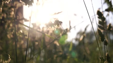 Green grass in the rays of the setting sun. Video stock 133590390