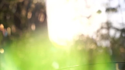 Green grass in the rays of the setting sun. Vidéo 133590405