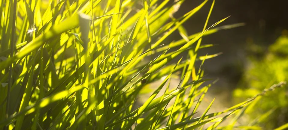 Green grass in the rays of the setting sun,close-up shot Stock Photos