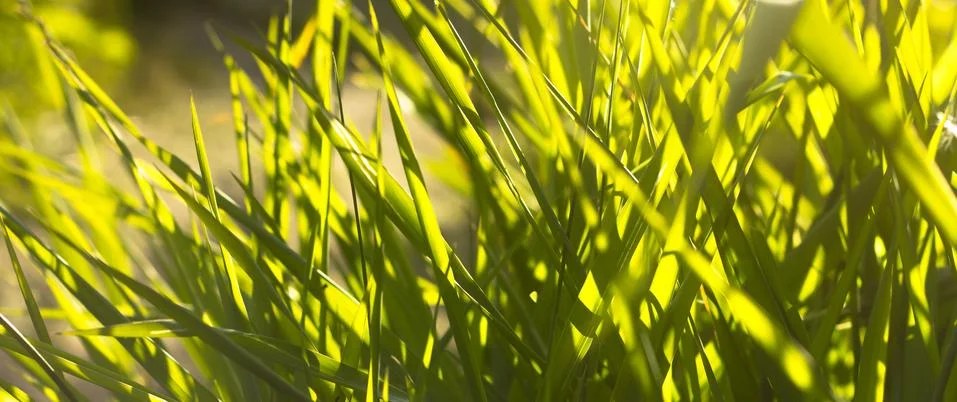 Green grass in the rays of the setting sun,close-up shot Stock Photos