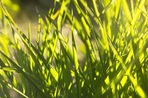 Green grass in the rays of the setting sun,close-up shot Stock Photos