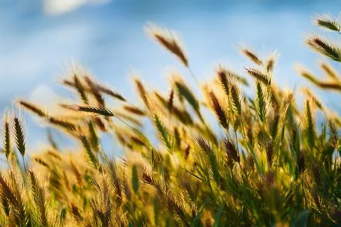 Green grass in the rays of a summer sunset on the blue sky. Stock Photos