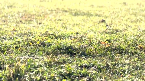 Green grass in the rays of the sun Stock Footage 288371496