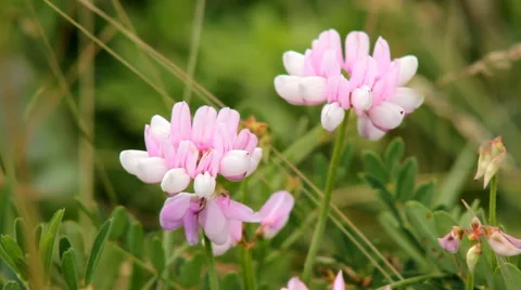 Green Grass Red Flower Stock Footage 64268167