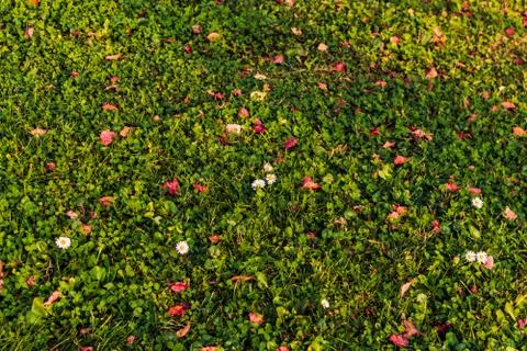 Green grass with red leafs background Stock Photos