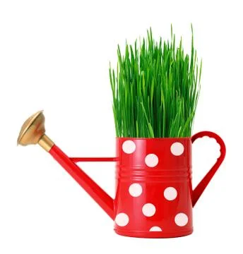 Green grass in red polka dot watering can isolated on white Stock Photos
