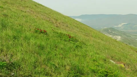 Green grass with red wild peonies in the background of a mountain landscape Stock Footage 227113946