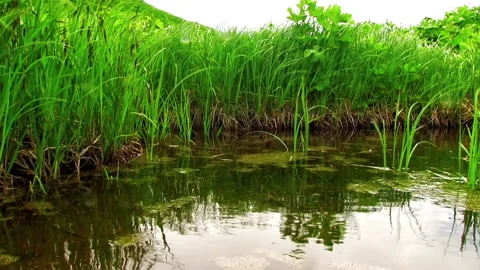 Green grass reflected in the water surface Видео 93776831