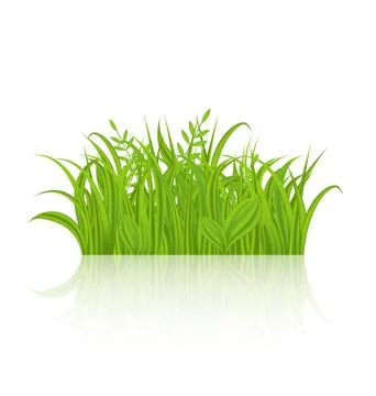 Green grass with reflection isolated on white background 스톡 일러스트