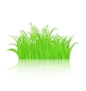 Green grass with reflection isolated on white background 스톡 일러스트