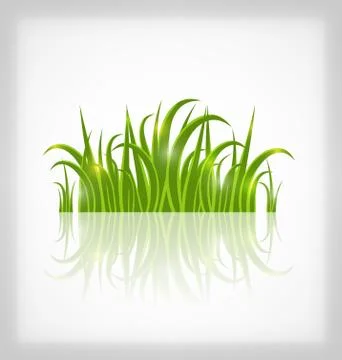 Green grass with reflection, isolated on white background Stock Illustration