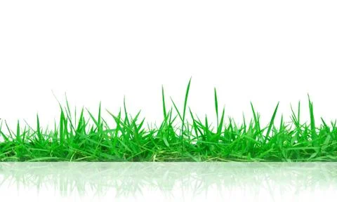 Green grass with reflection isolated on white background Foto stock