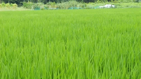 Green grass in rice field Video stock 278378144