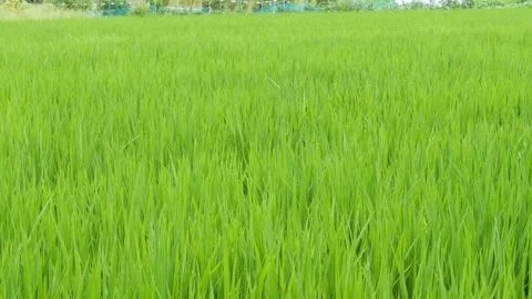 Green grass in rice field Video stock 278378148